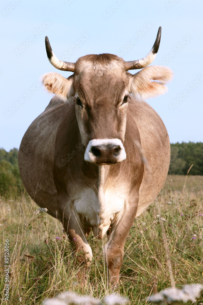 Cow grazes on to the meadow