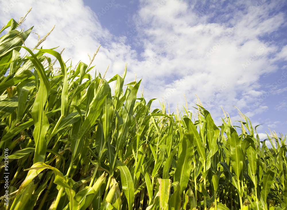 Fototapeta premium corn field