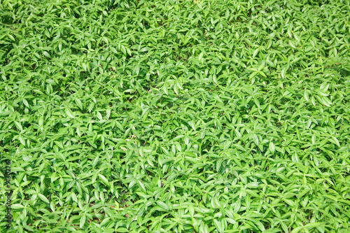 field. green grass background