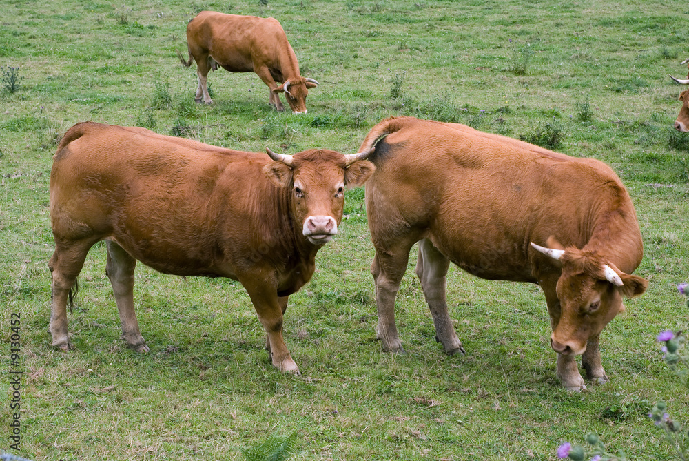 vaches limousines