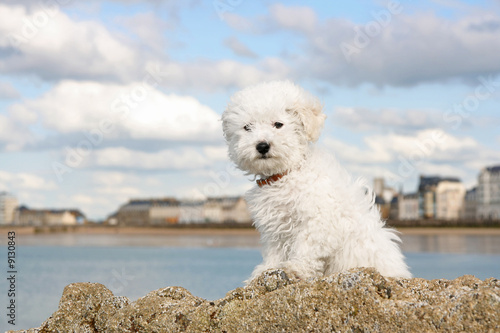Valokuvatapetti A cute bichon frise puppy at the sea