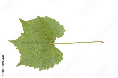 Grape's leaf