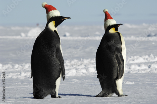 Antarctic penguin pair at Christmas day