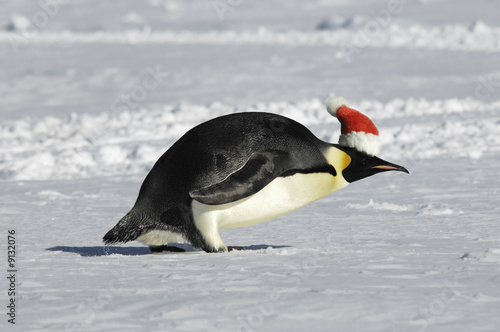 Hurry for Christmas little penguin