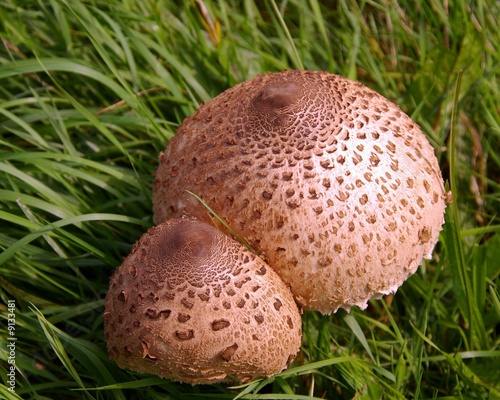 Scaled mushrooms in the grass photo