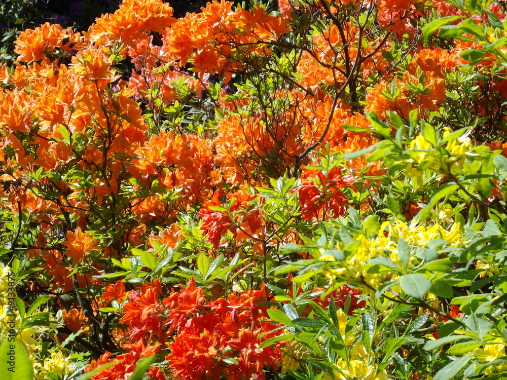 Rhododendrons Rhododendrons