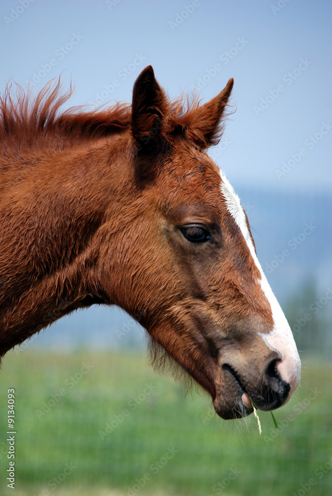Profile of Quarter Horse Foal Profile of Quarter Horse Foal