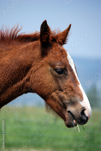 Profile of Quarter Horse Foal © Leah McDaniel
