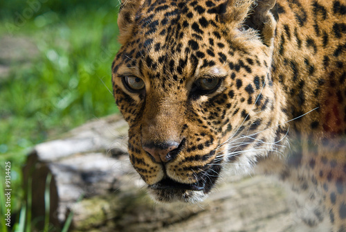 Leopardo photo