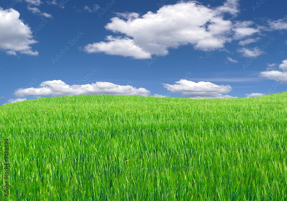 green meadow,blue sky