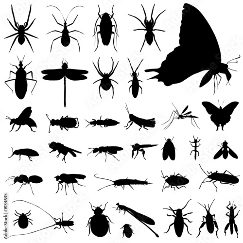 set of insect vector © sabri deniz kizil