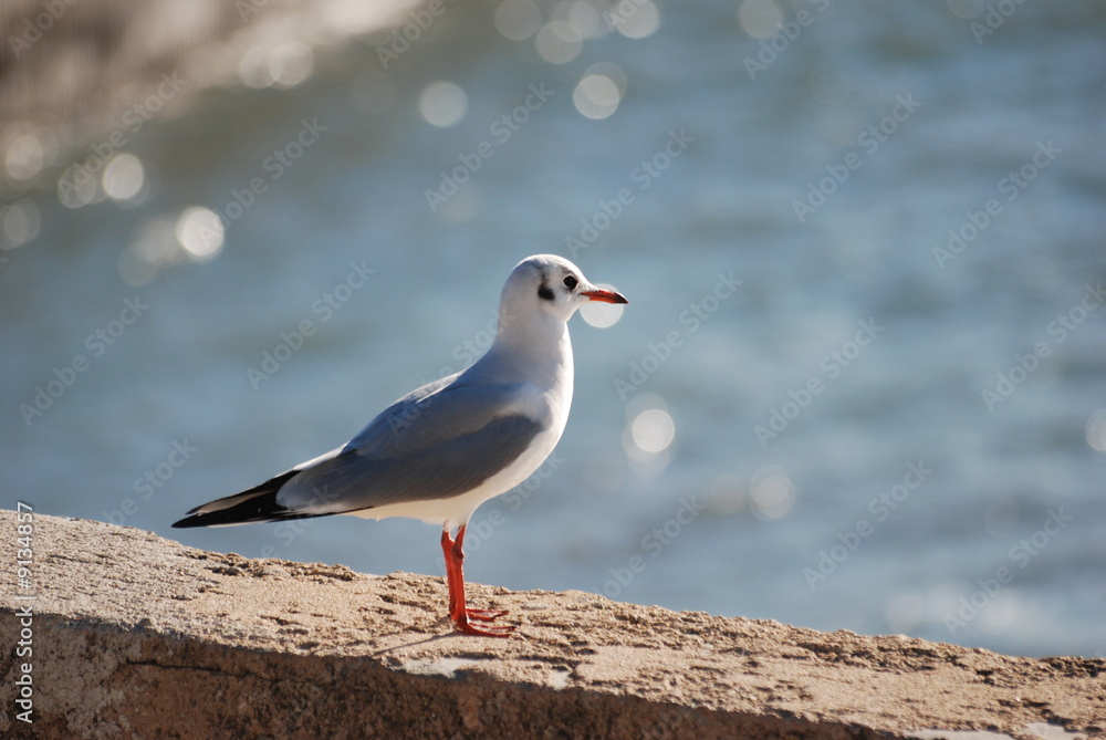 Fototapeta premium oiseau de mer