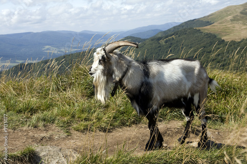Goat on the tourist track looking at the mountain panorama