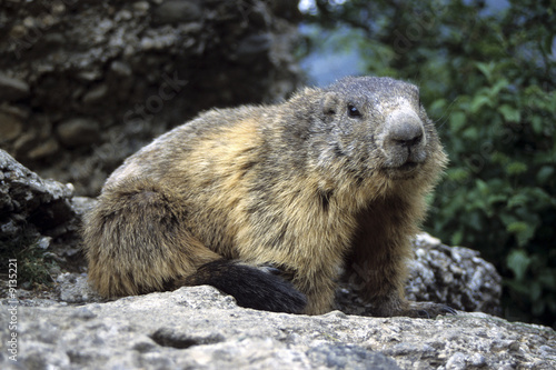 Marmotte. Mont-Dauphin  Guillestrois  Hautes-Alpes  05 