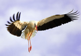 Landing stork