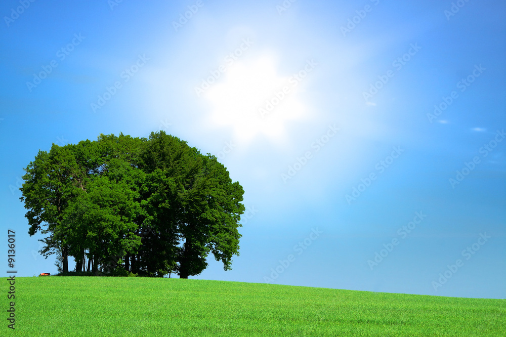 Obraz premium green grassfield with a bunch of trees and bright sunlight above