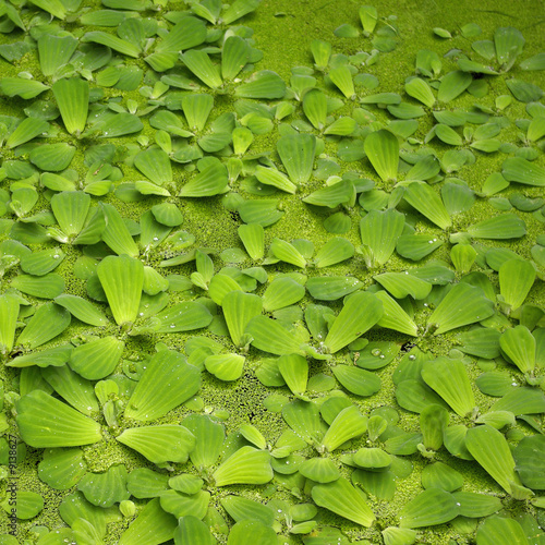 Pond covered in green leaves