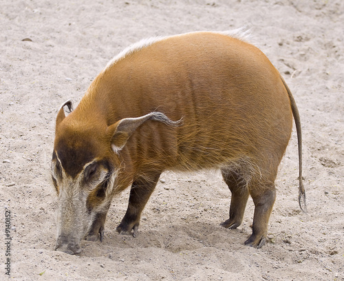 picture of the wild boar