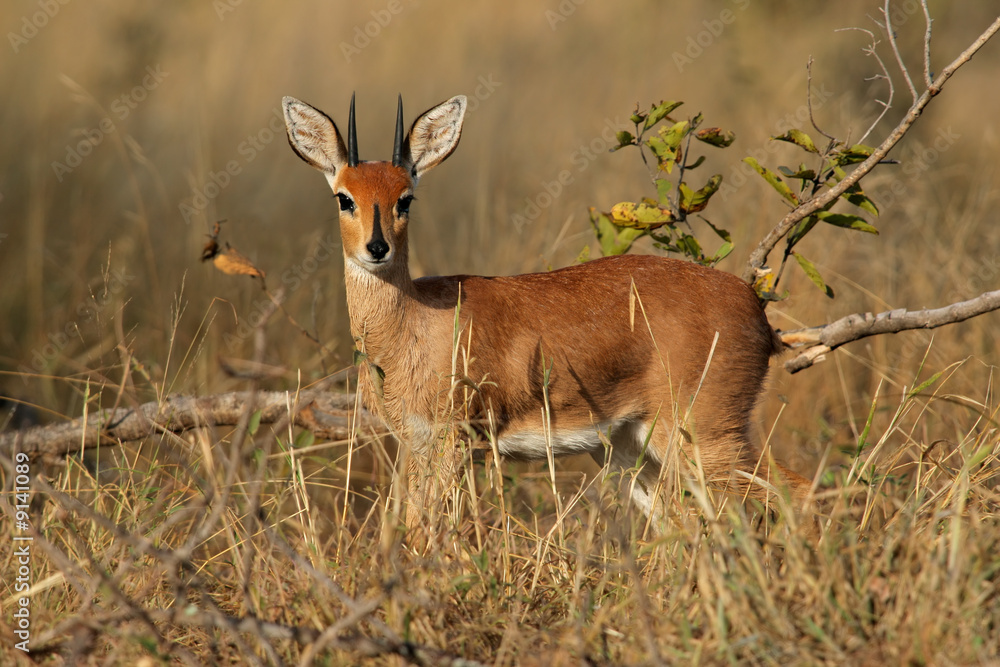 Steenbok antelope, Kruger National Park, South Africa Steenbok antelope, Kruger National Park, South Africa