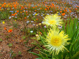 Wild flowers (Conicosia pugioniformis) Namaqualand, South Africa