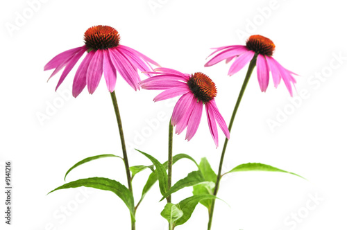 Blooming medicinal herb echinacea purpurea or coneflower photo