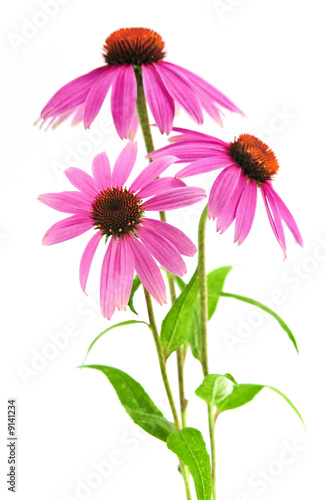 Photography Blooming medicinal herb echinacea purpurea or coneflower