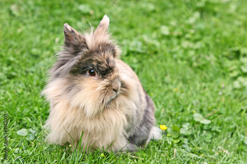 Konstfotografi Angora Kaninchenbaby
