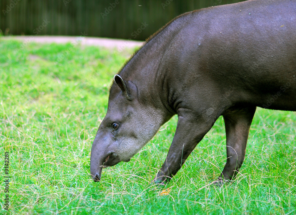 Tapir - Tapier Tapir - Tapier