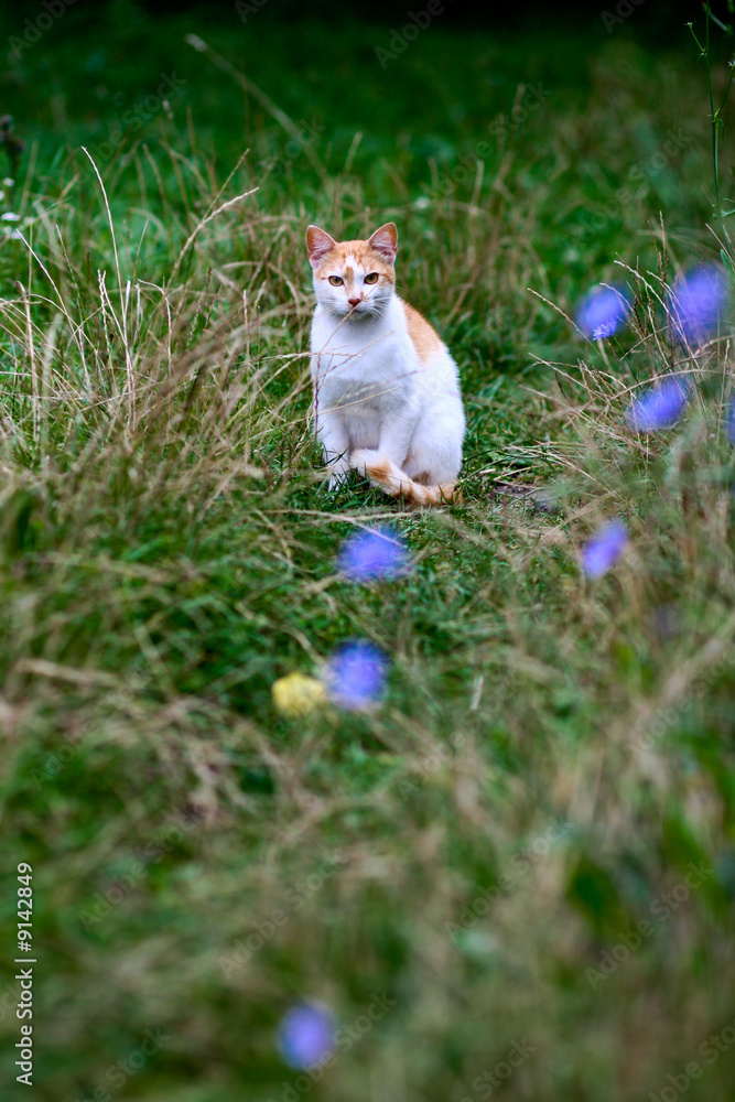 An image of a cat in green grass