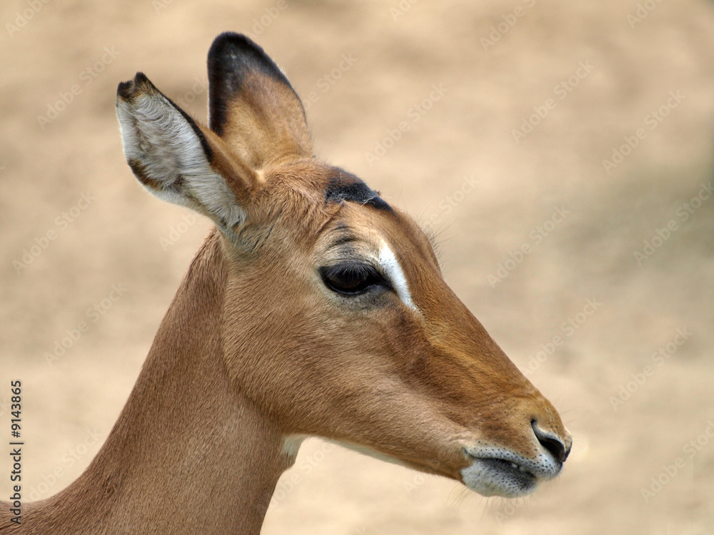 Impala Antilope, weiblich Impala Antilope, weiblich