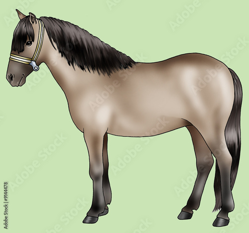 Pony breeds: Sorraia photo