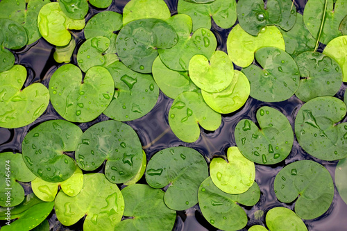 waterplant foliage in water photo