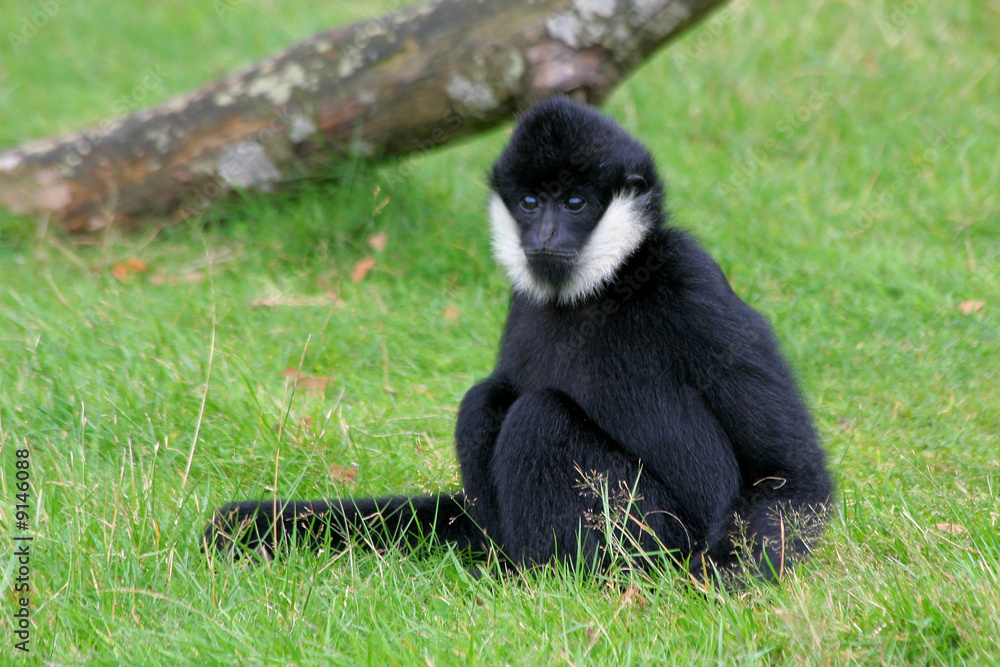 Fototapeta premium Gibbon