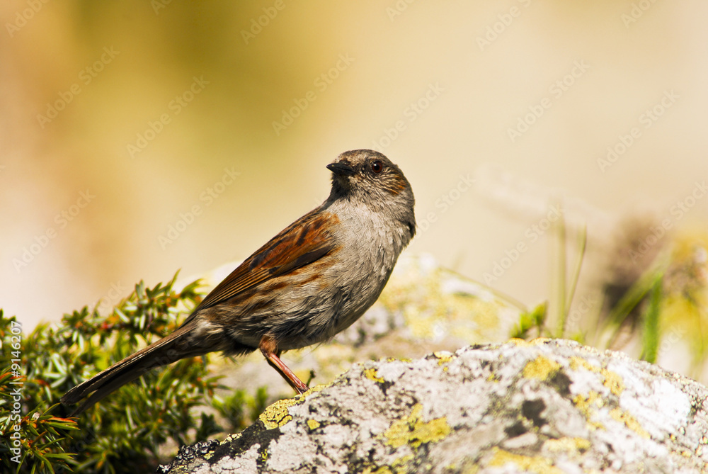 Bergpieper (Anthus Spinoletta) Bergpieper (Anthus Spinoletta)