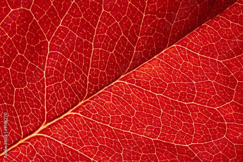 highly detailed image of red leaf texture