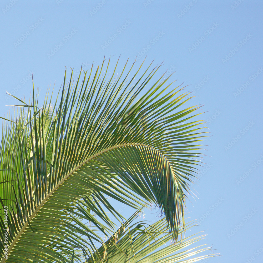 palme sur ciel palme sur ciel