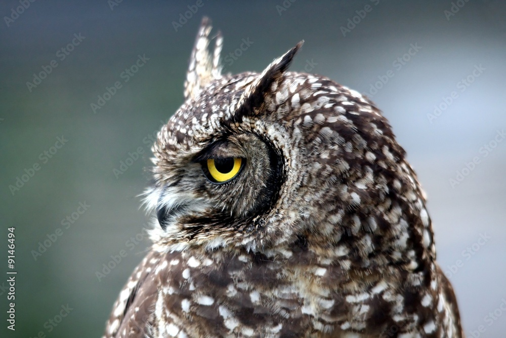 Obraz premium Profile of a handsome eagle owl with yellow eye