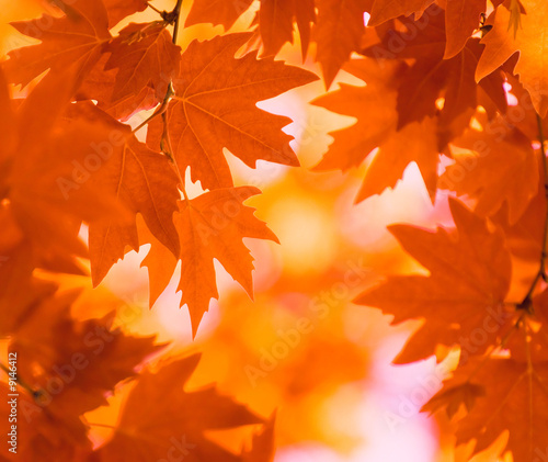 autumn leaves  very shallow focus