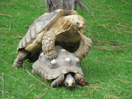 tortues