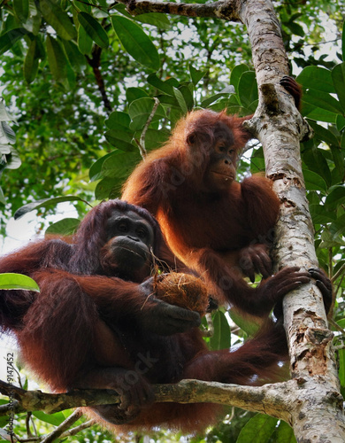 .two orangutan  in sarawak   borneo  
