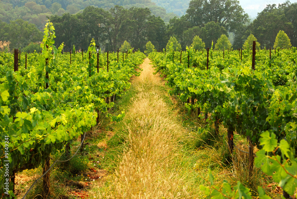 Naklejka premium California Vineyard
