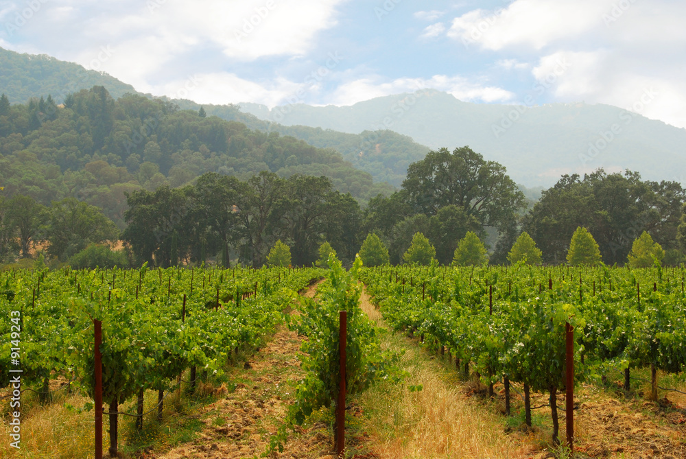 California Vineyard