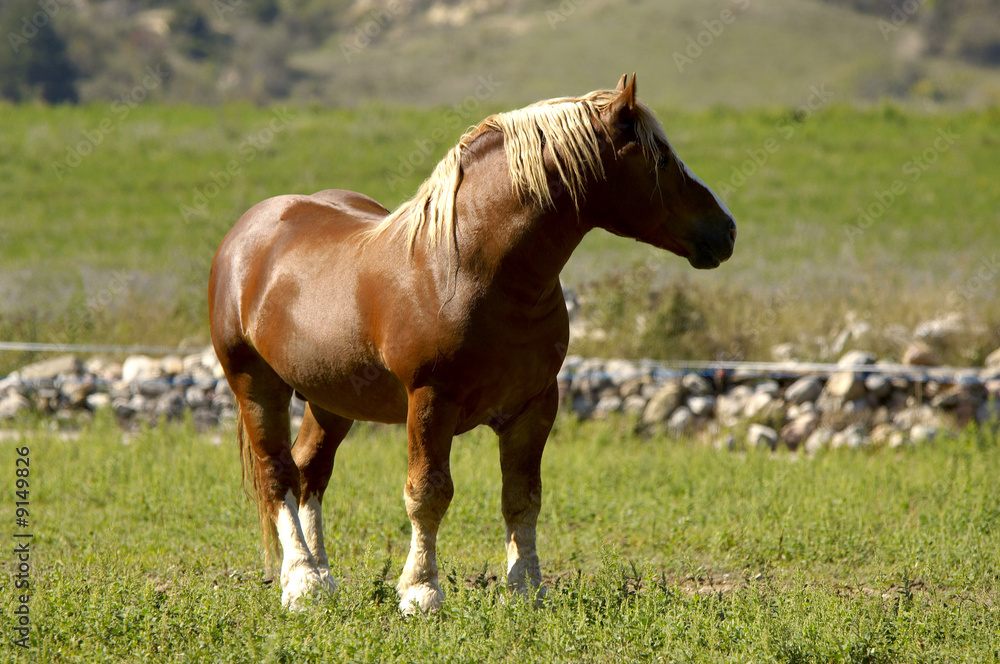 Obraz premium CABALLO TALLO CERDANYA 4271 4