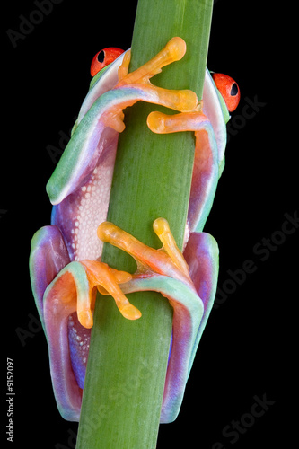 Red-eyed tree frog hanging on