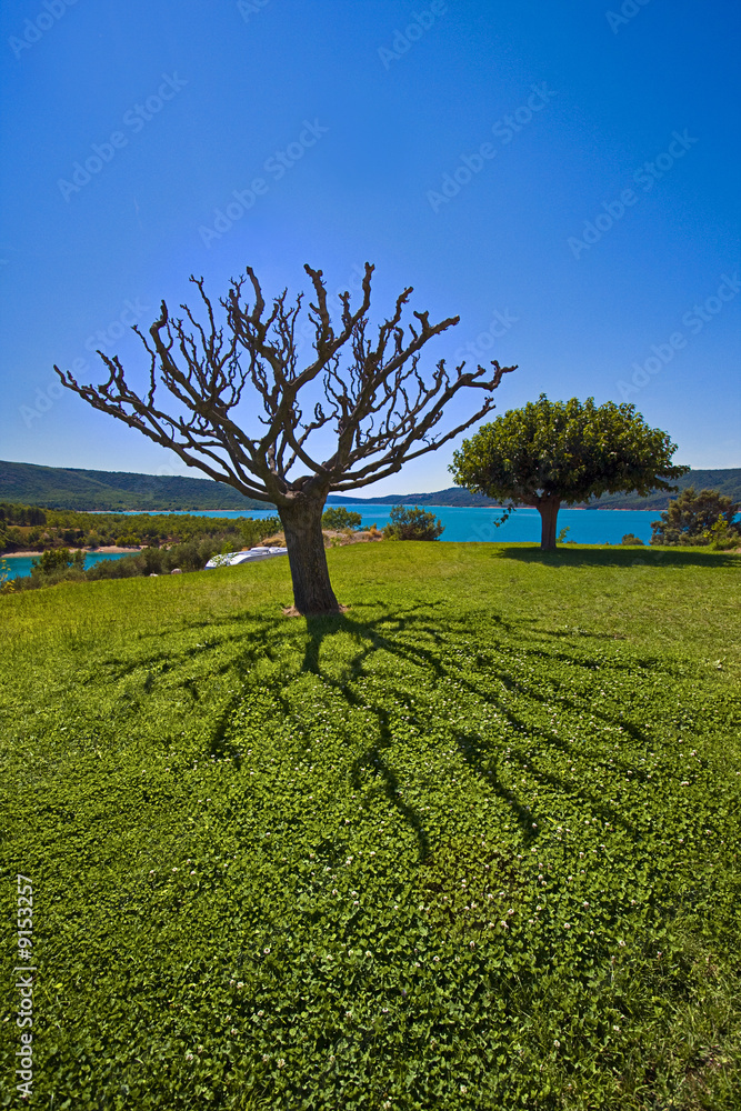 tree