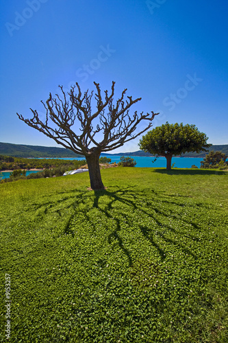 tree
