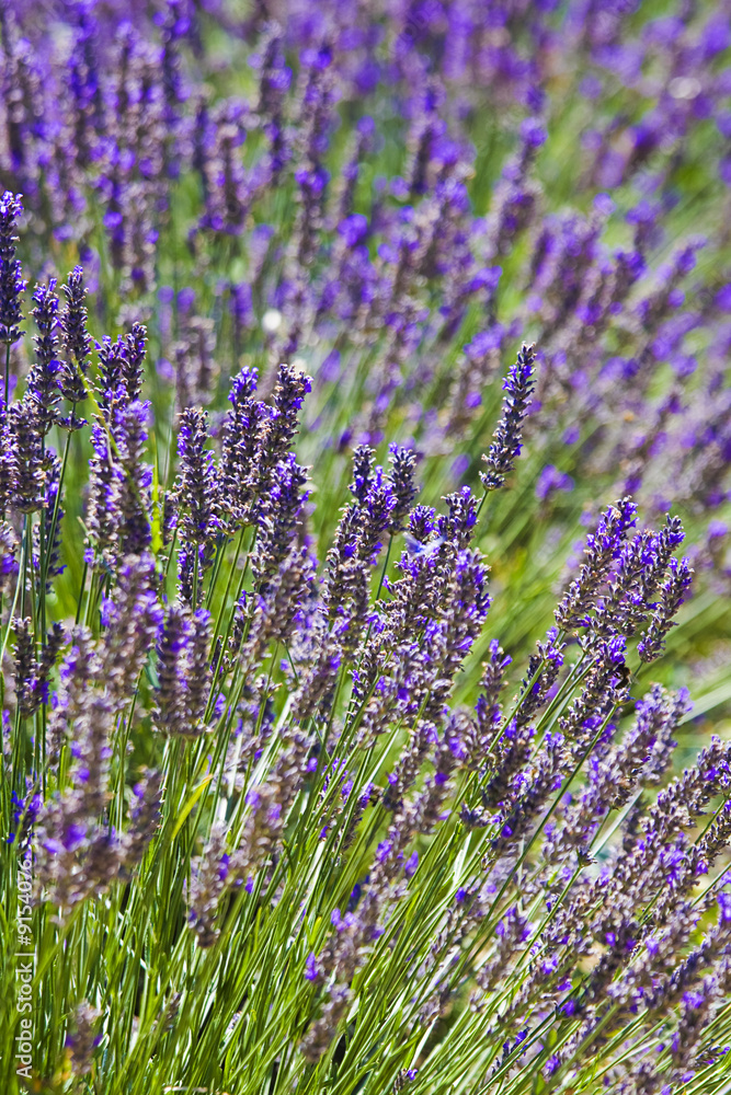 lavender