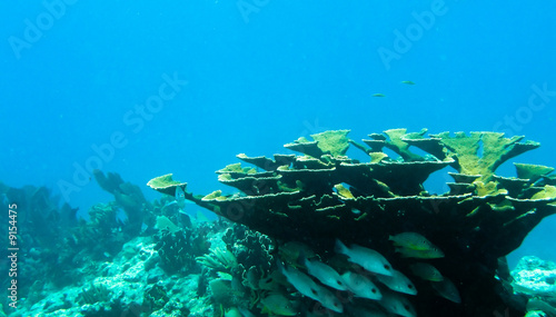 Shots of scuba diving in the Florida keys