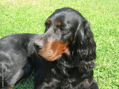 Fotografia Gordon Setter