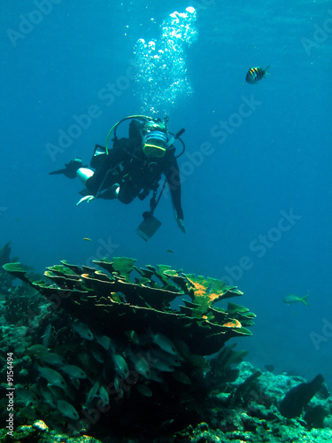 Shots of scuba diving in the Florida keys